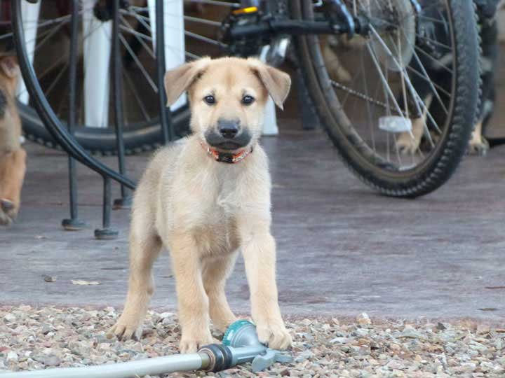 chinook dog